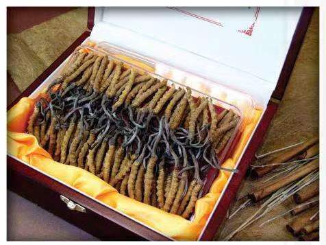 北屯冬虫夏草回收